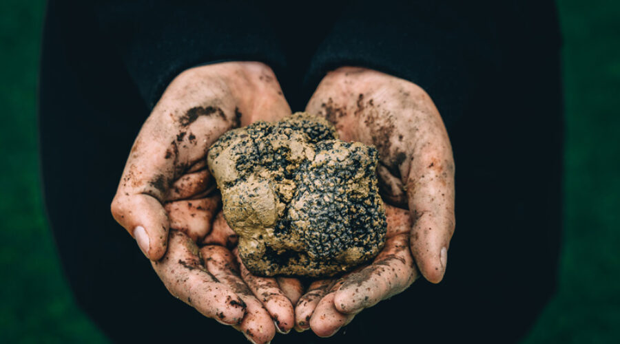 Il tartufo: qualche curiosità che forse non sai