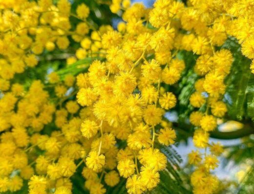 giardino di mimose